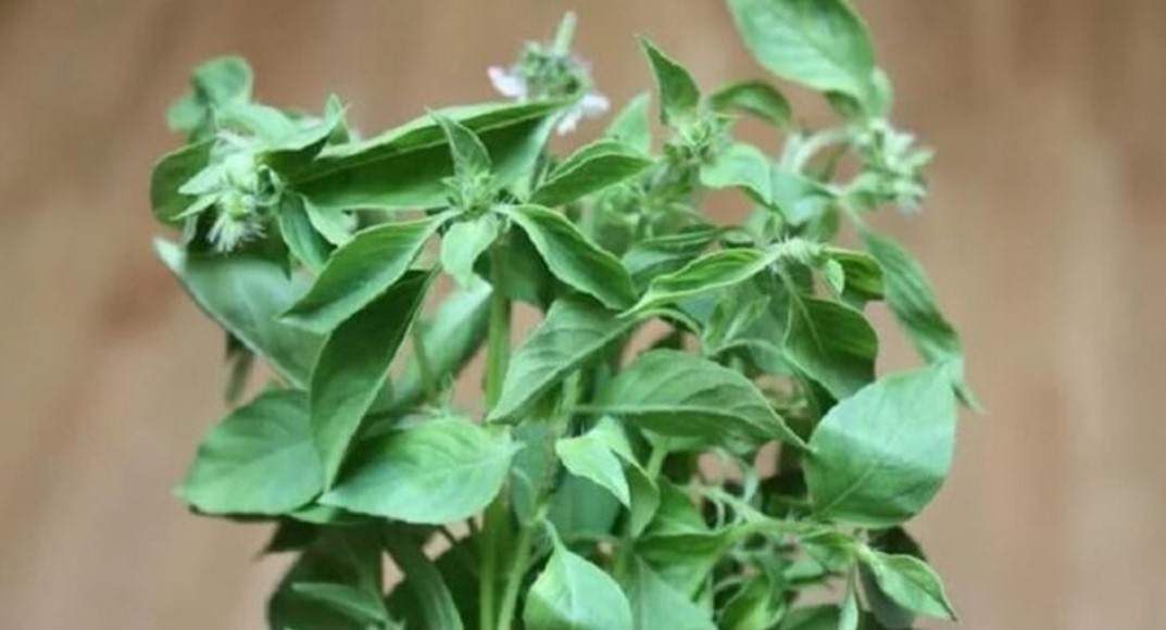 Beragam Manfaat Tanaman Kemangi (Ocinum basilicum) Beragam Manfaat Tanaman Kemangi (Ocinum basilicum)